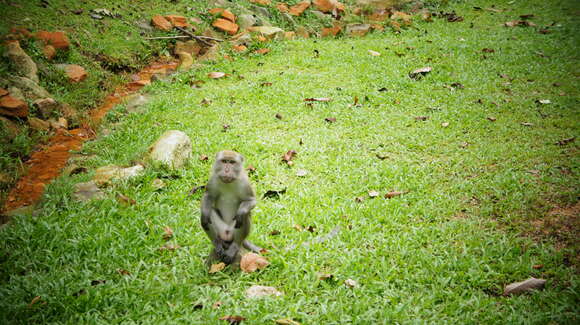 Image of Long-tailed Macaque