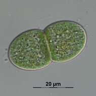 Image of Cyanothecaceae