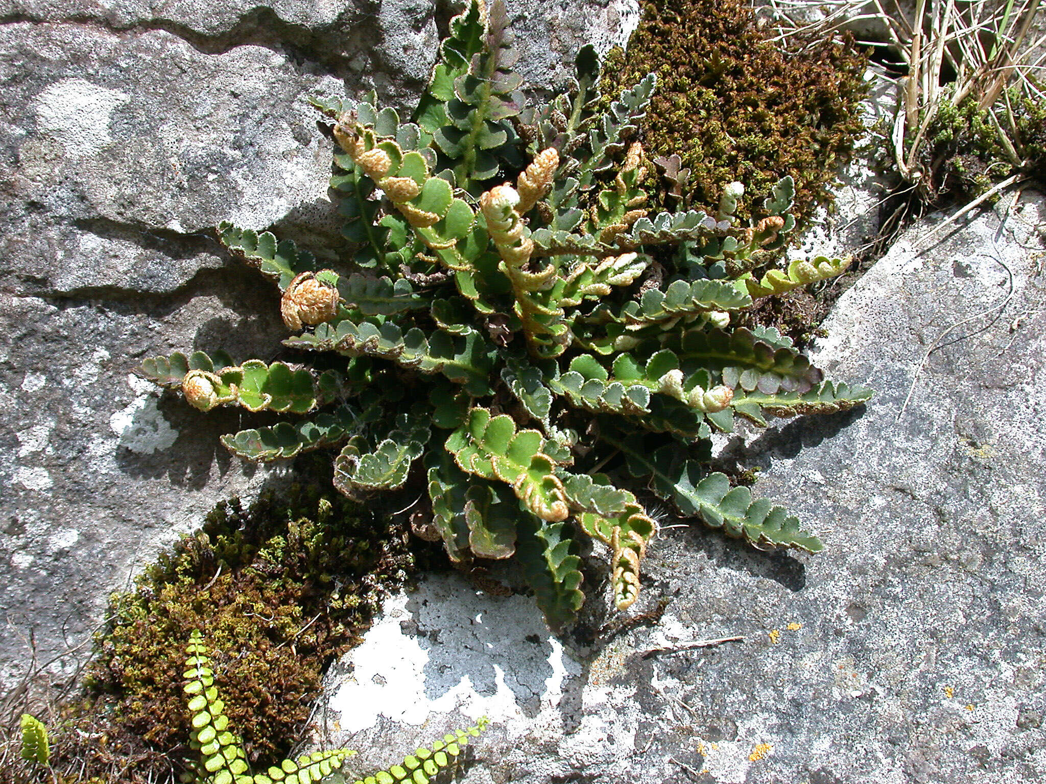 Plancia ëd Asplenium ceterach L.