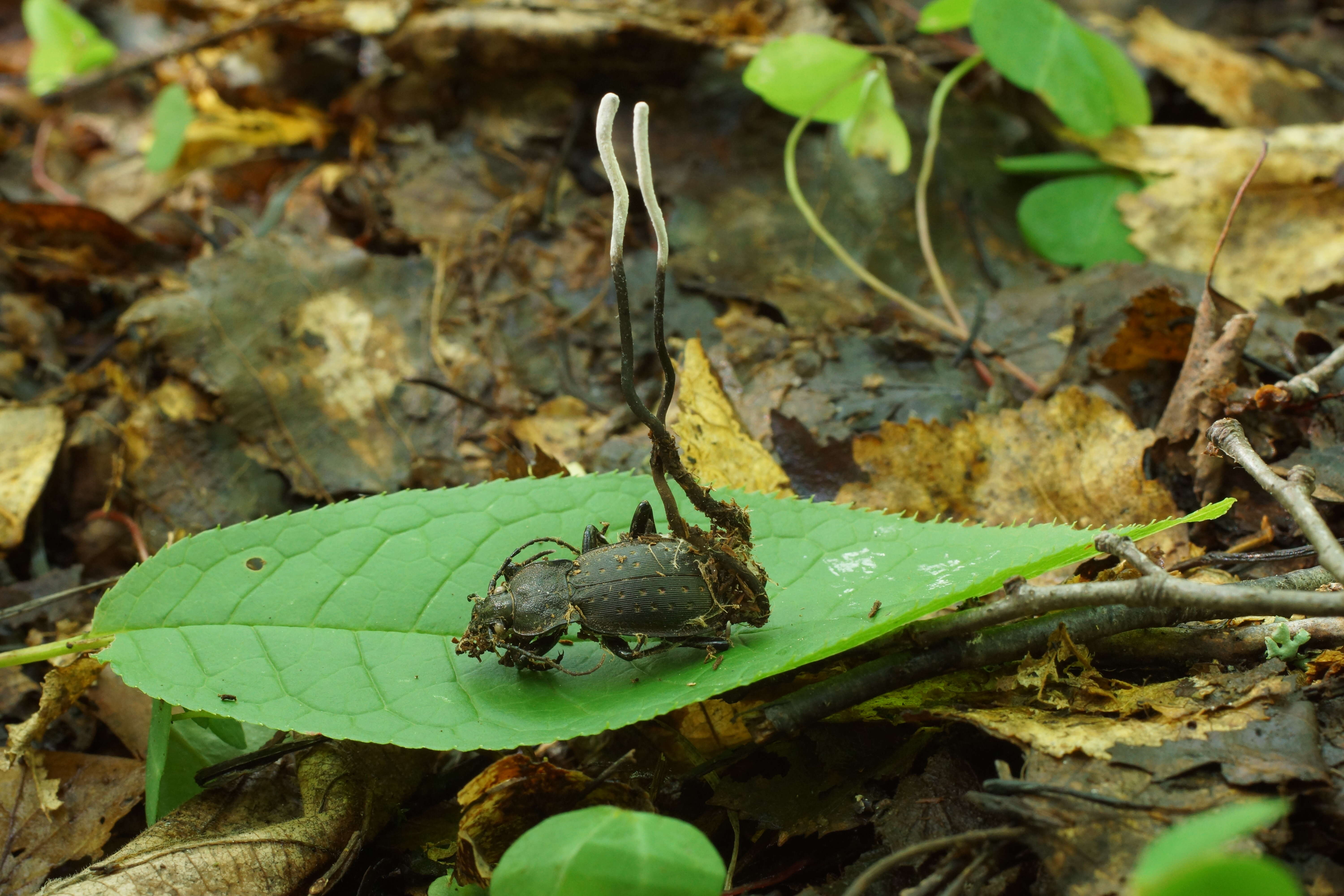 Image de Ophiocordyceps