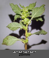 Image of Mediterranean Amaranth