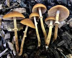 Image of Conocybe rugosa (Peck) Watling 1981