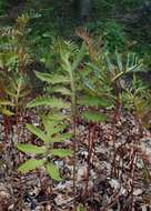 Image of sensitive fern