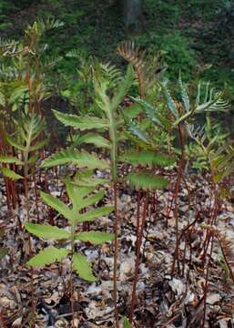 Image of sensitive fern