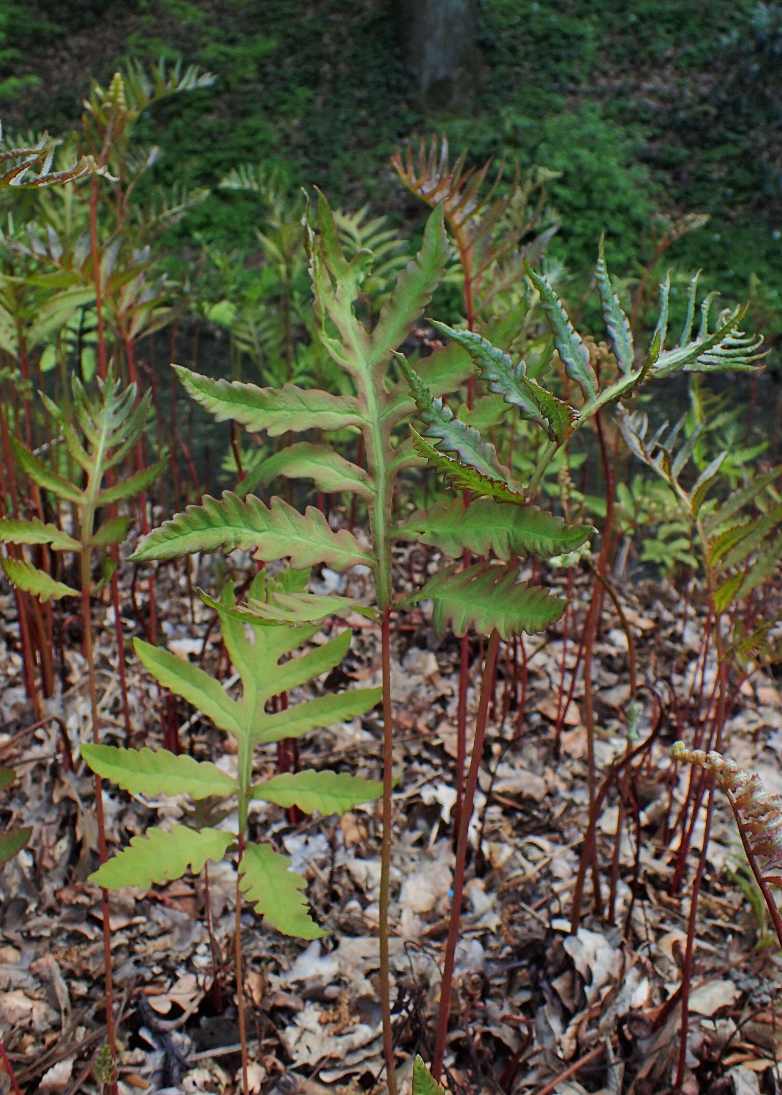 Image of sensitive fern