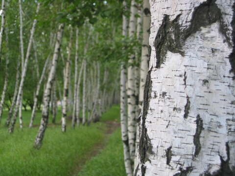 Image of Common Birch