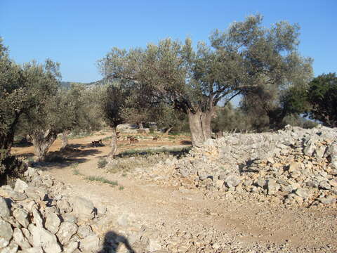 Image of olive tree