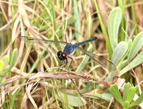 Image of Seaside Dragonlet