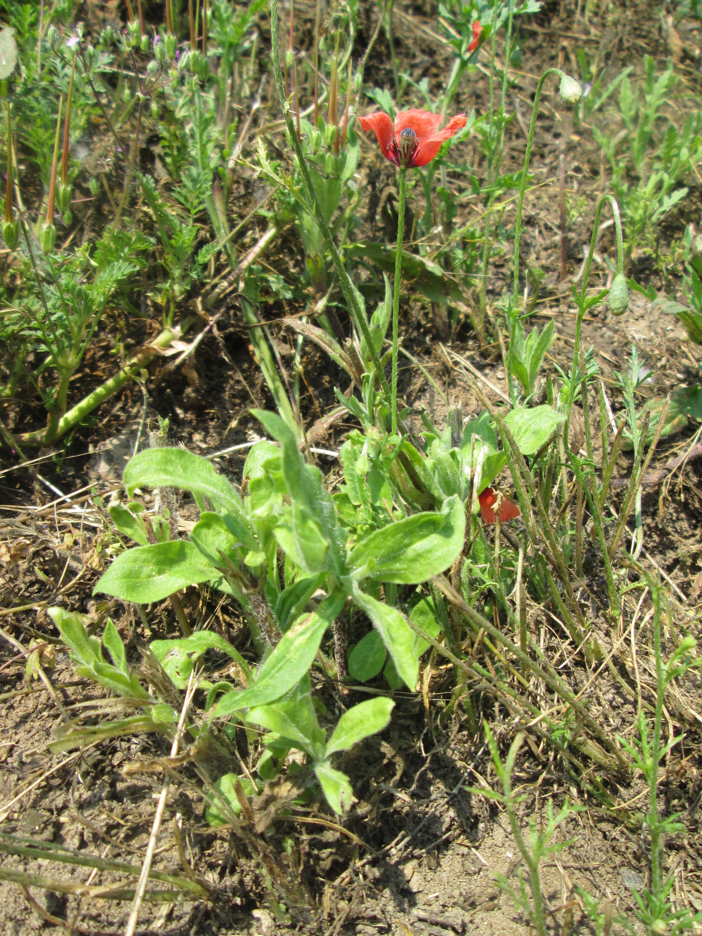 Image of Long-headed Poppy