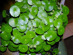 Image of whorled marshpennywort