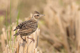 Image of Oriental Skylark