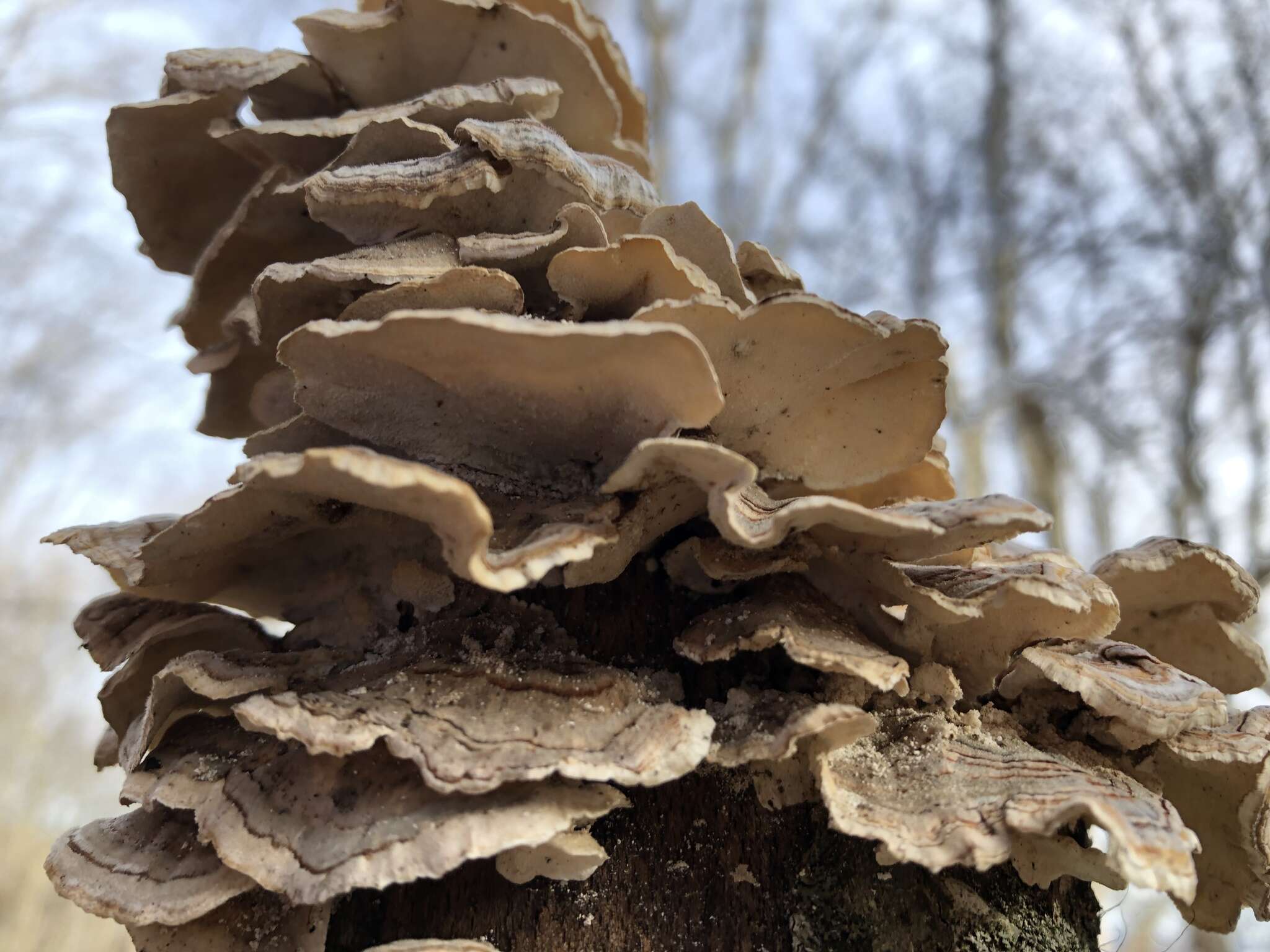 Image of Turkey Tail