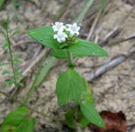 Image of tropical Mexican clover