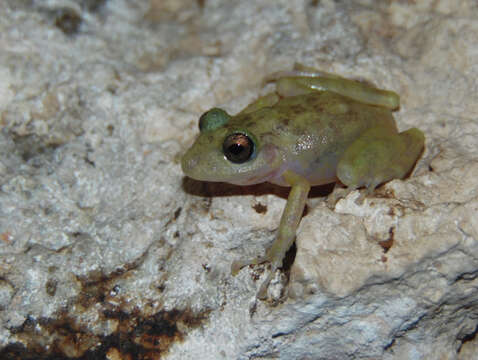 Image de Craugastor yucatanensis (Lynch 1965)