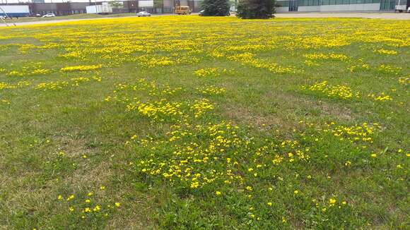 Image of Common Bird's-foot-trefoil