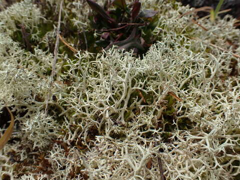 Image of Reindeer lichen