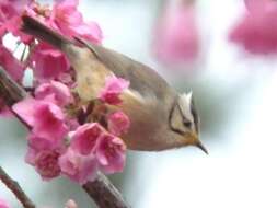 Image of Formosan Yuhina