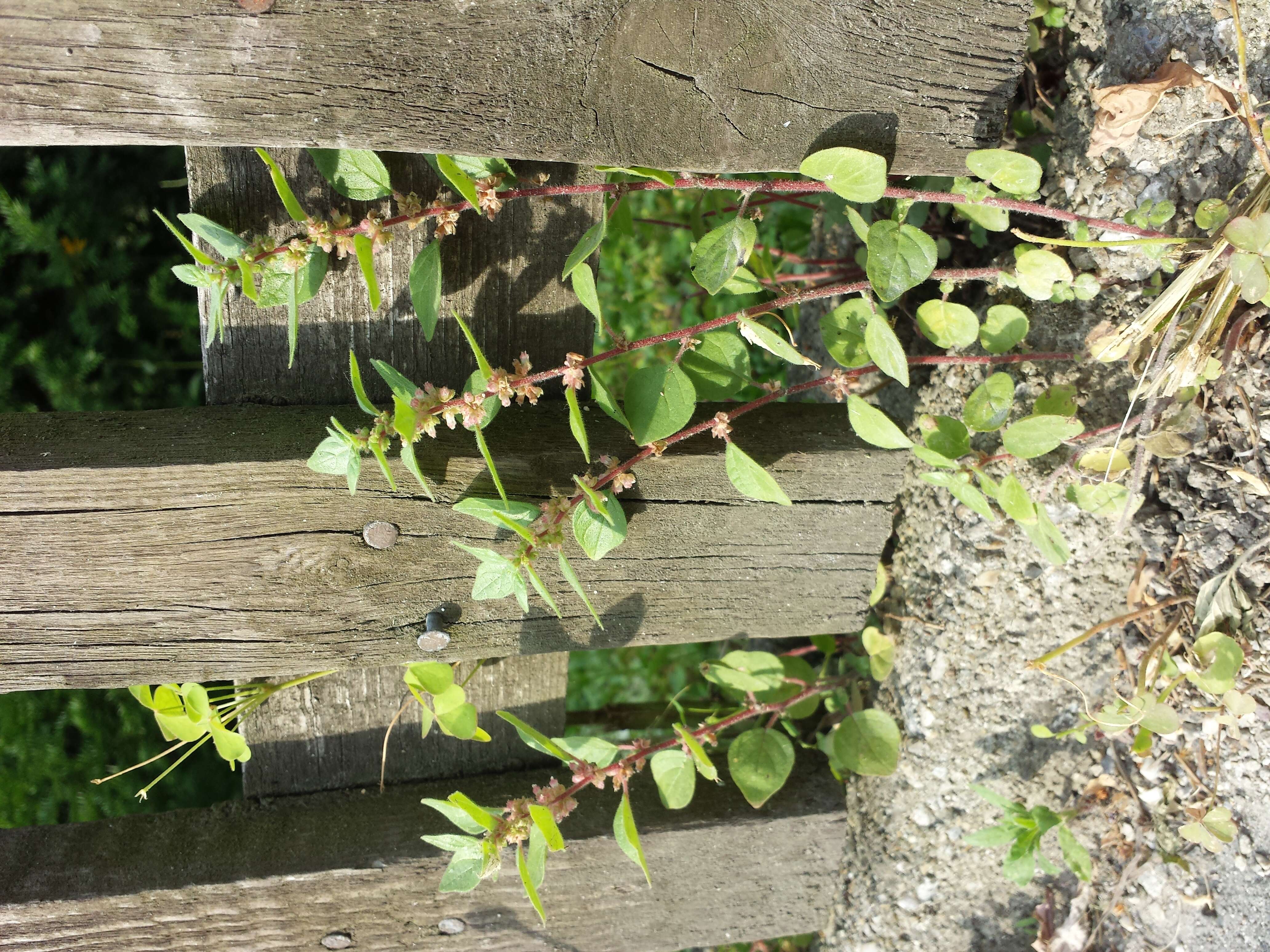 Image of pellitory-of-the-wall