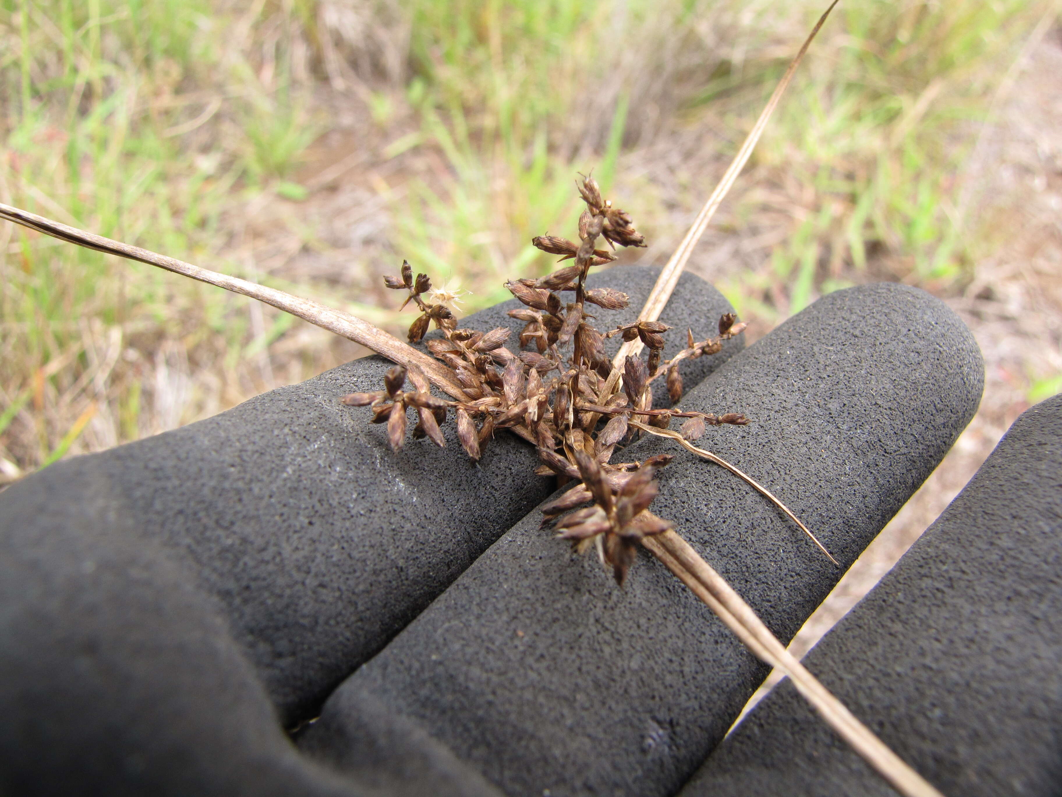 Image de Cyperus hillebrandii Boeckeler