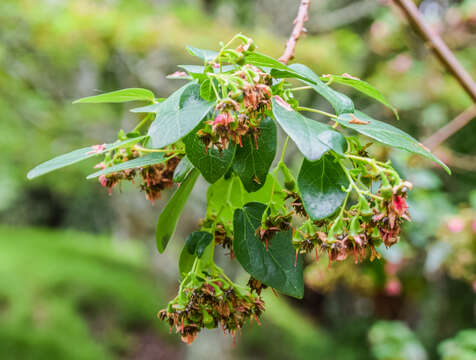 Image of Vallea stipularis Mutis ex L. fil.