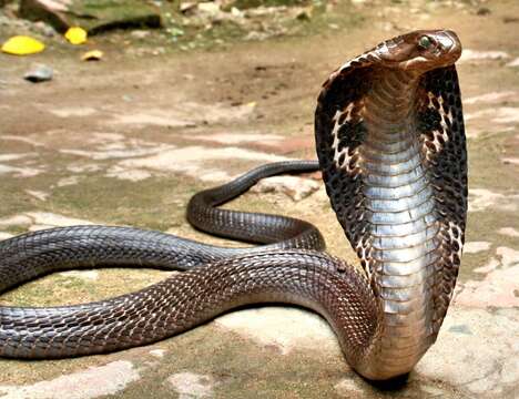 Image of Indian cobra