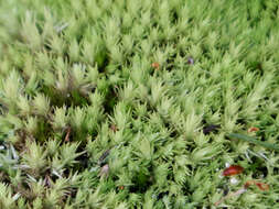 Image of leucobryum moss