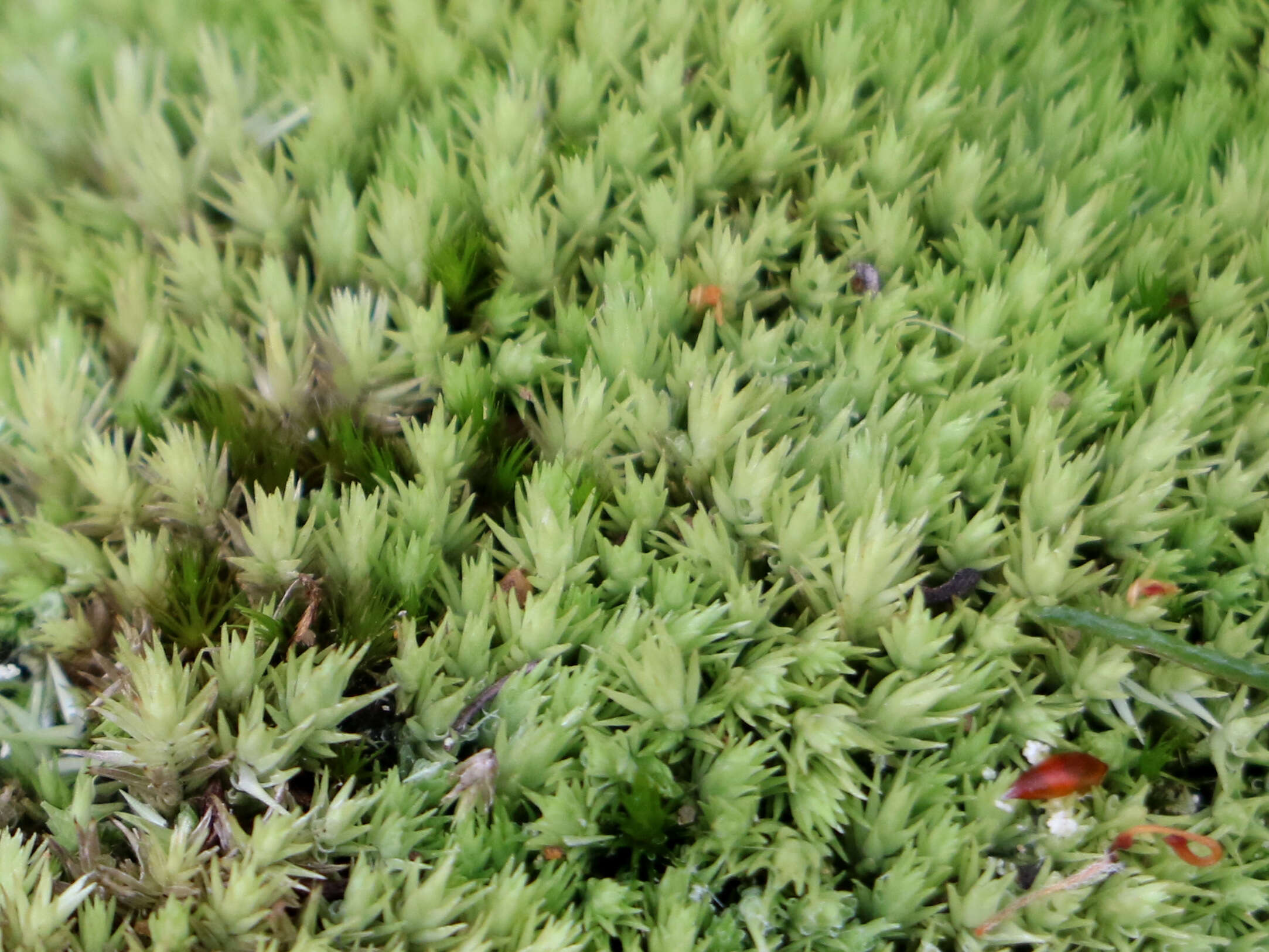 Image of leucobryum moss