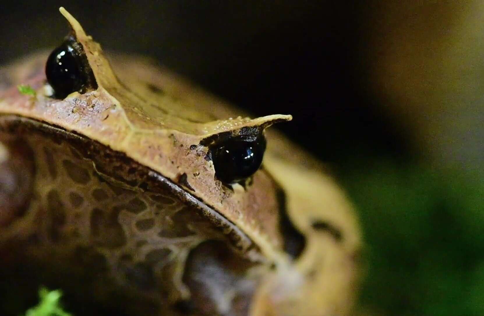 Image of Megophrys intermedia Smith 1921