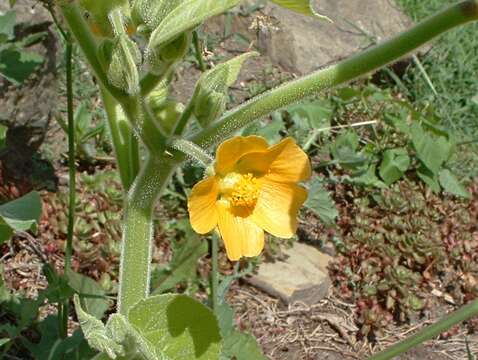 Imagem de Abutilon theophrasti Medik.