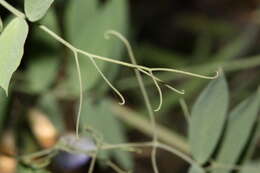 Image of fewflower pea