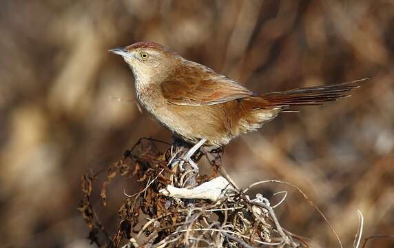 Image of Freckle-breasted Thornbird