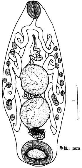 Image of Paramphistomata
