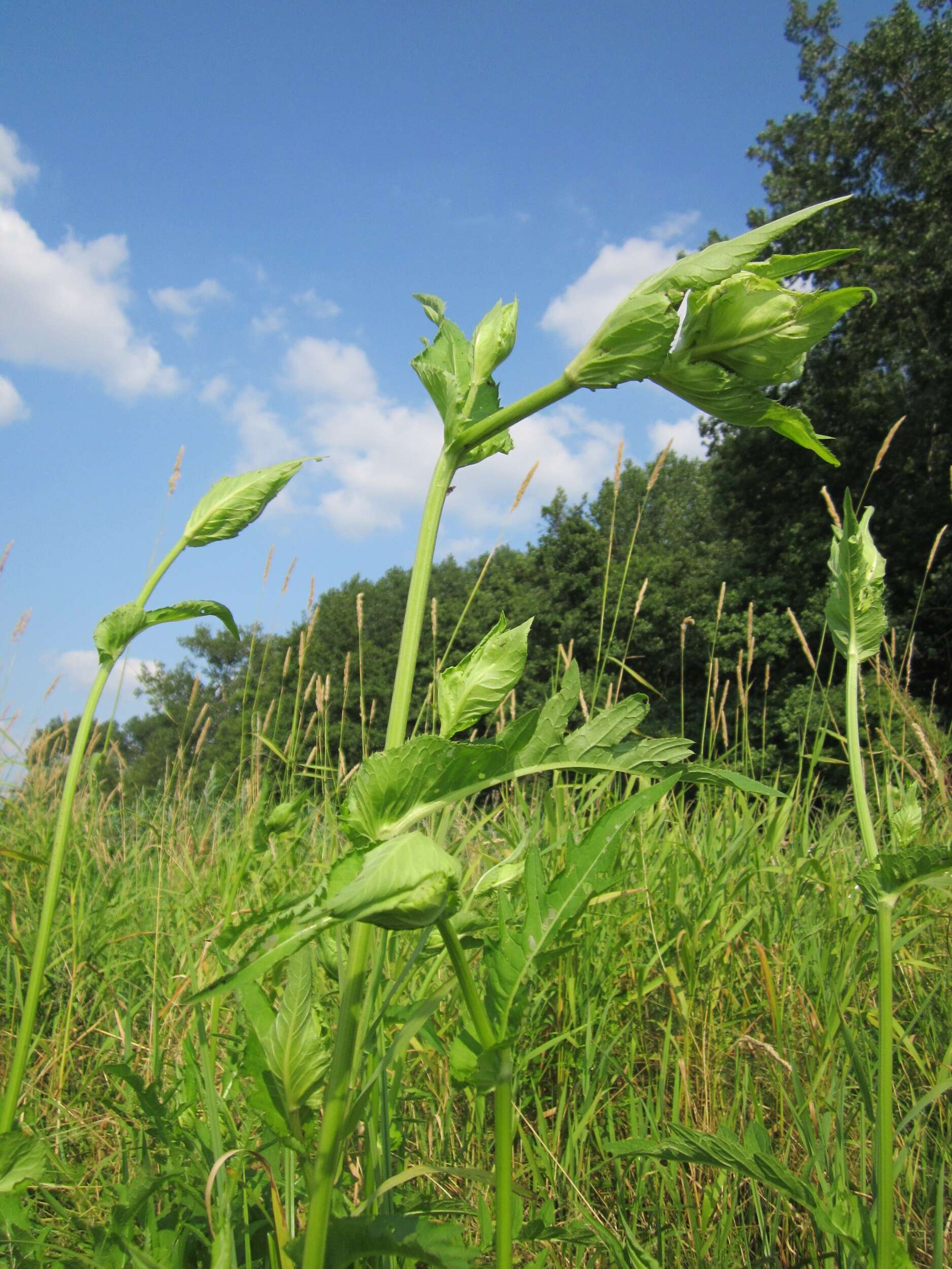 Image of Cabbage Thistle