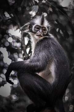 Image of North Sumatran Leaf Monkey