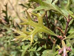 Image of Grevillea ramosissima Meissn.