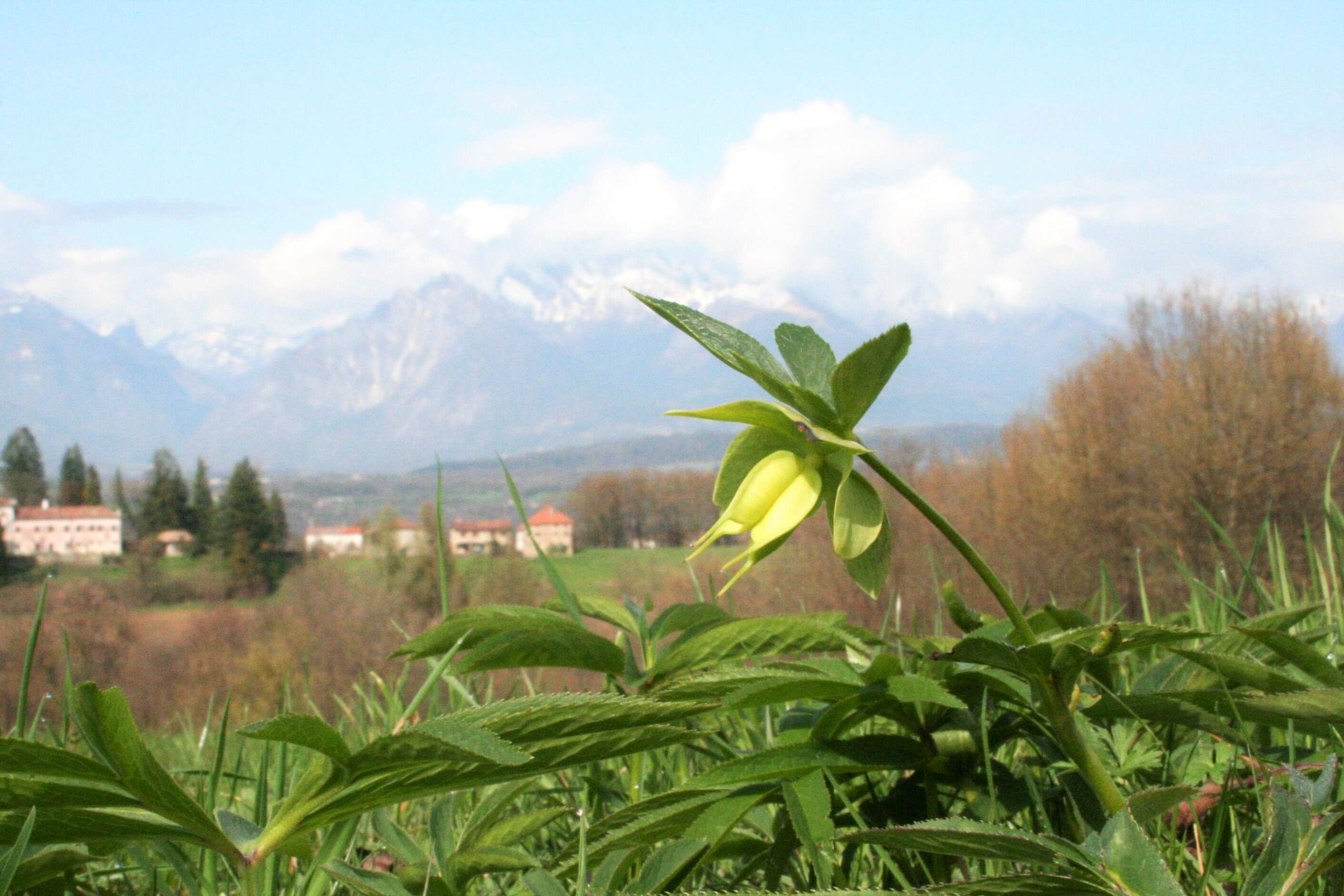 Image of Green Hellebore