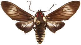 Image of Telioneura glaucopis Felder 1869