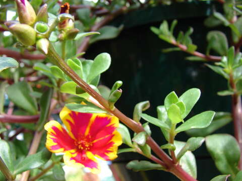 Image of wingpod purslane