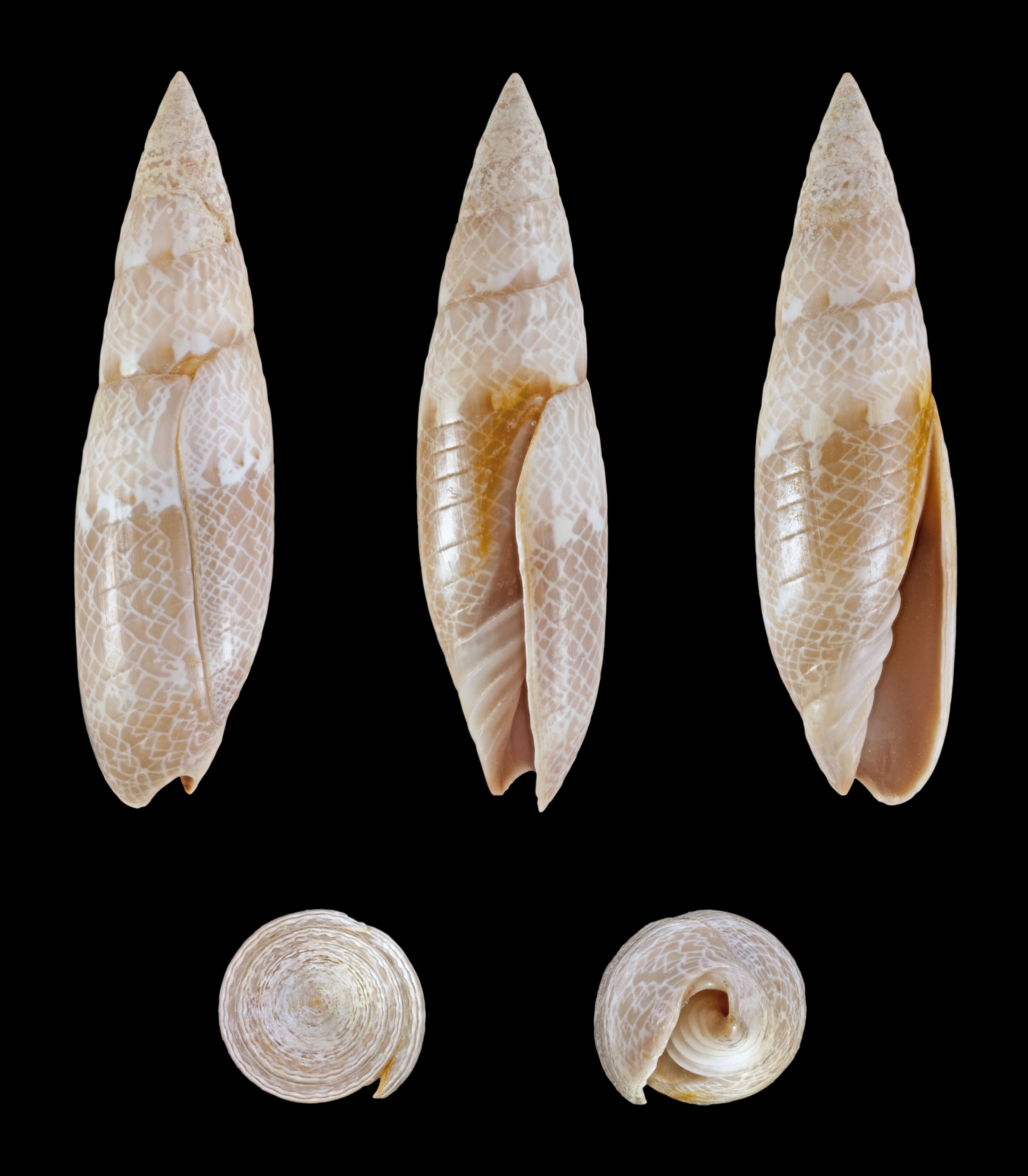 Image of Swainsonia fissurata (Lamarck 1811)
