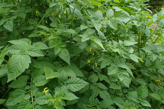 Image of currant tomato