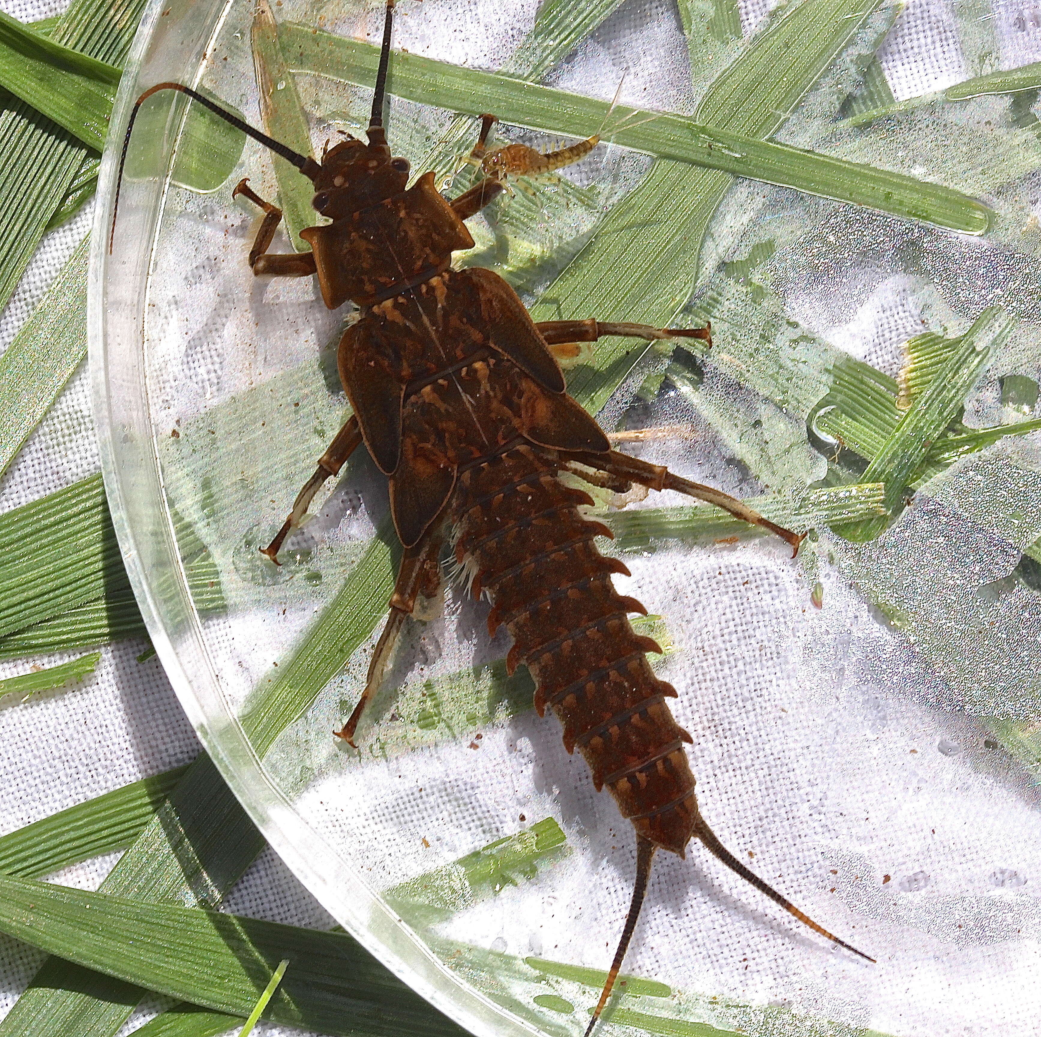 Image of Knobbed Salmonfly