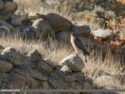 Image of Eurasian Sparrowhawk