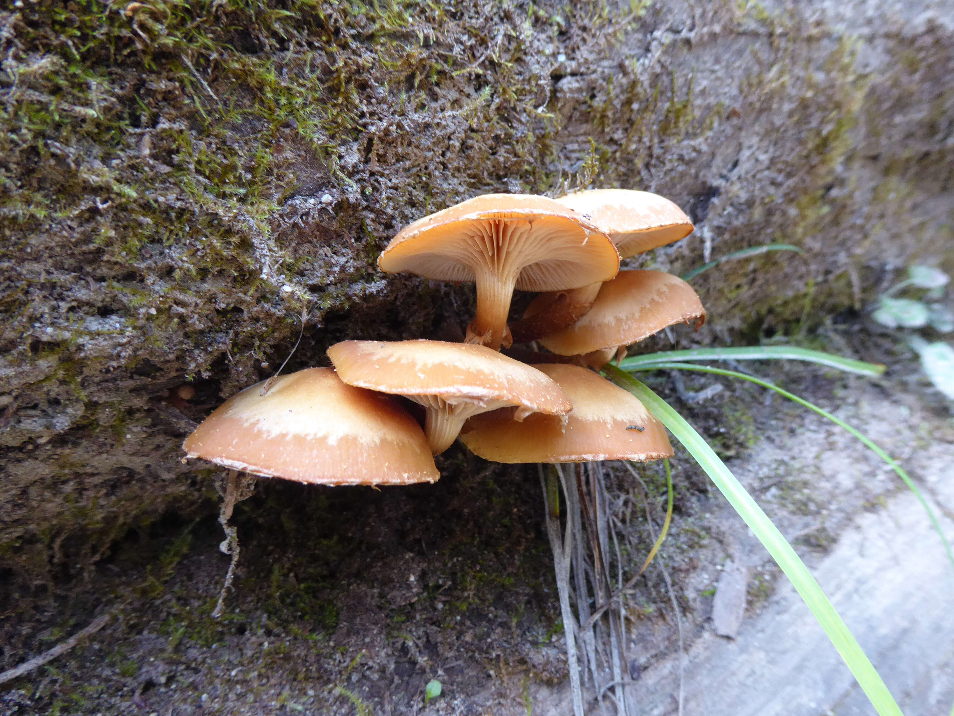 Imagem de Kuehneromyces mutabilis (Schaeff.) Singer & A. H. Sm. 1946