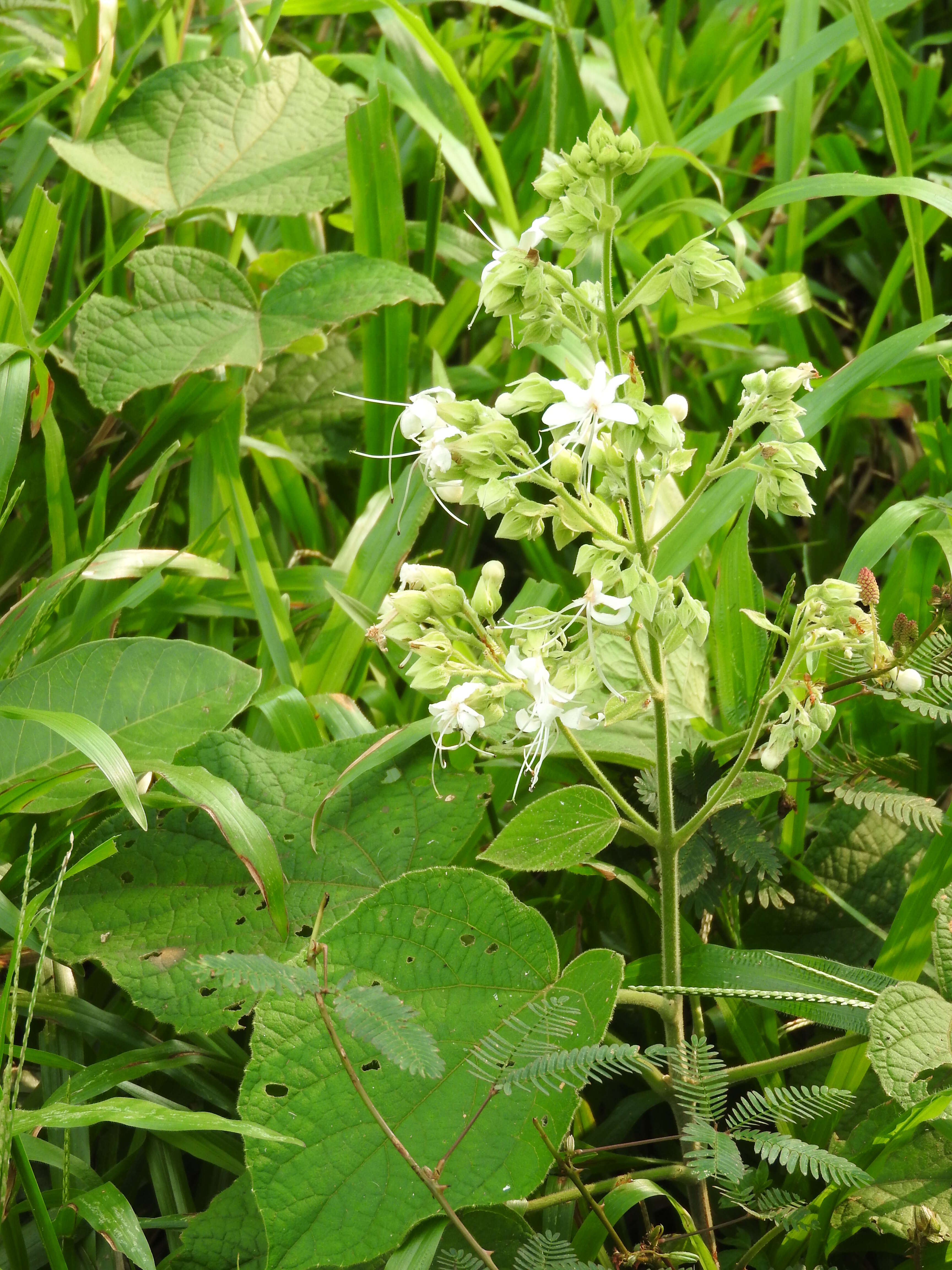 Image of Clerodendrum infortunatum L.