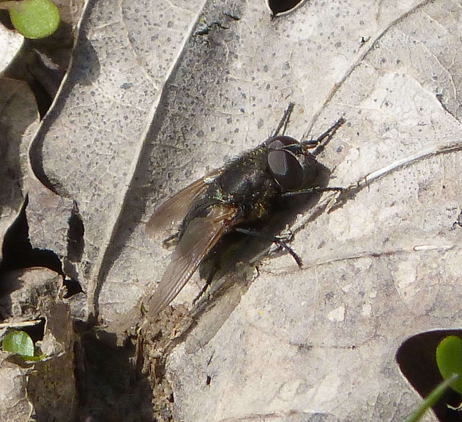 Image of Pollenia amentaria