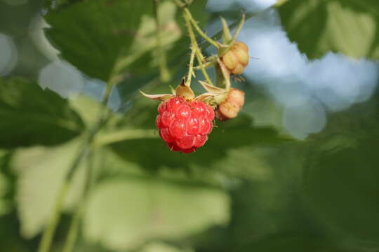 Image of Raspberry