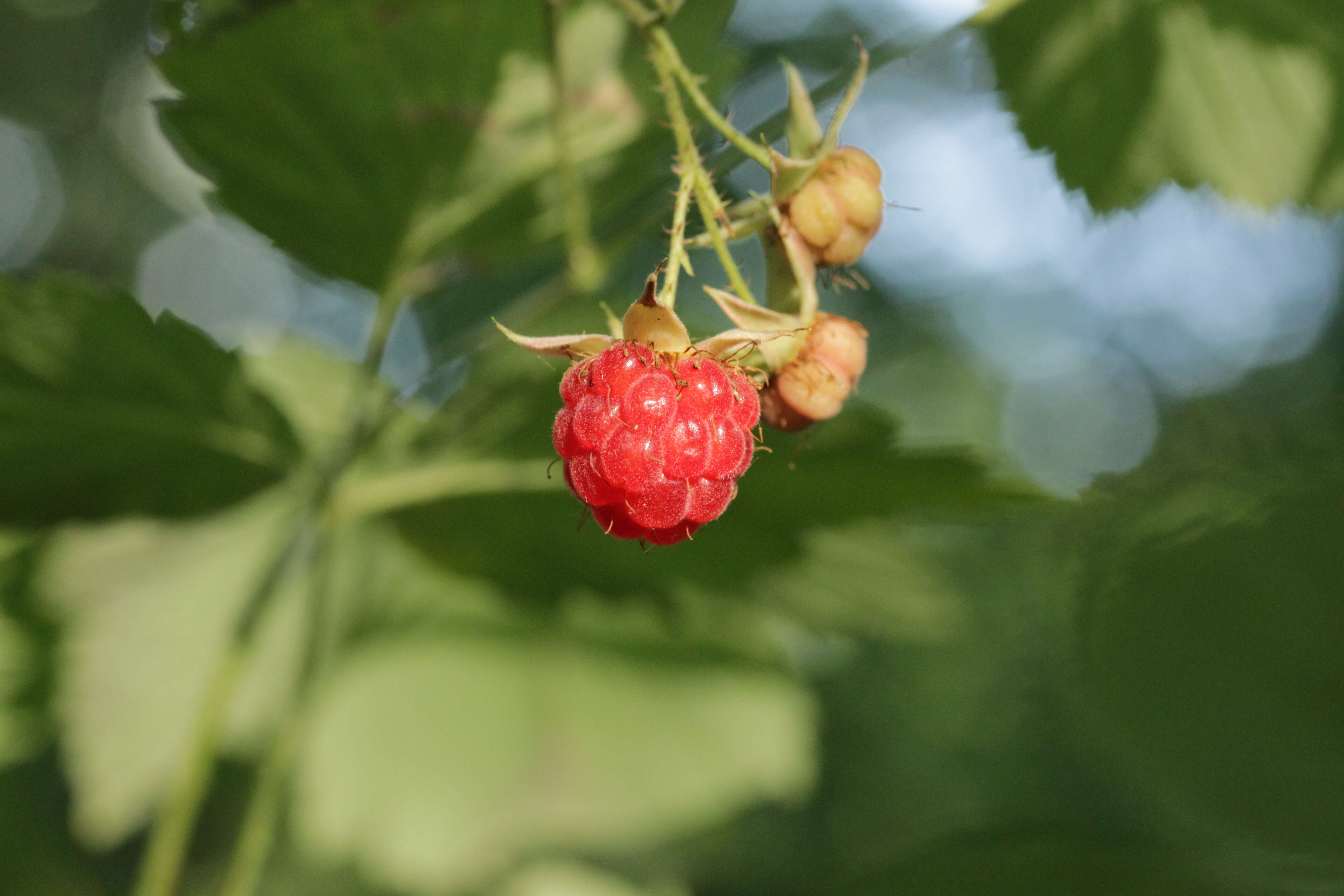 Image of Raspberry