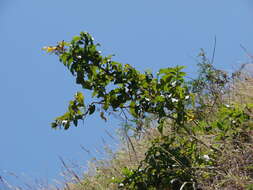 Image of Yellow bells