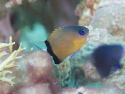 Image of Blackbar chromis