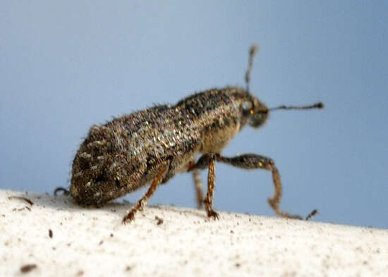 Image of Clover Root Weevil